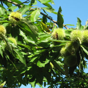 Ricci su albero